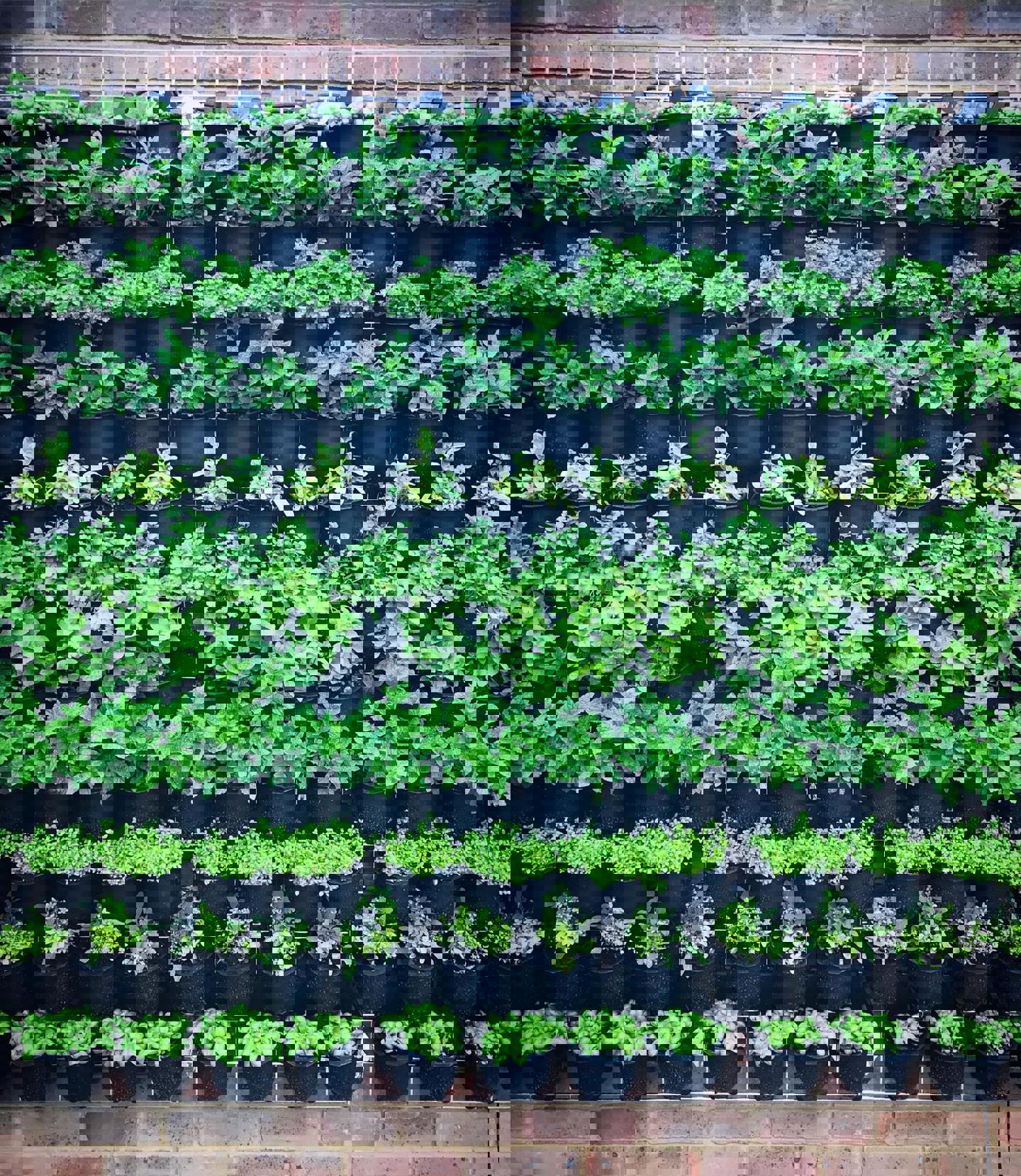 Image of herb wall
